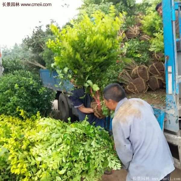 沭陽金葉女貞基地 沭陽金葉女貞基地