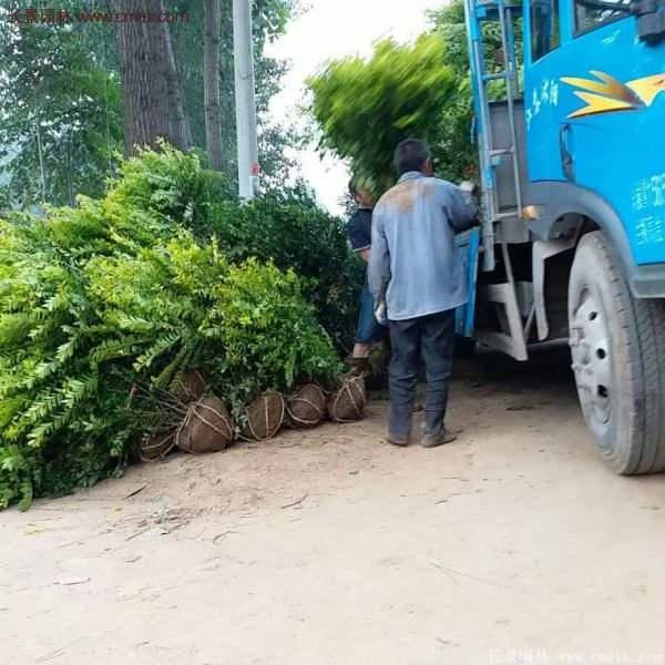 沭陽金葉女貞基地 沭陽金葉女貞基地