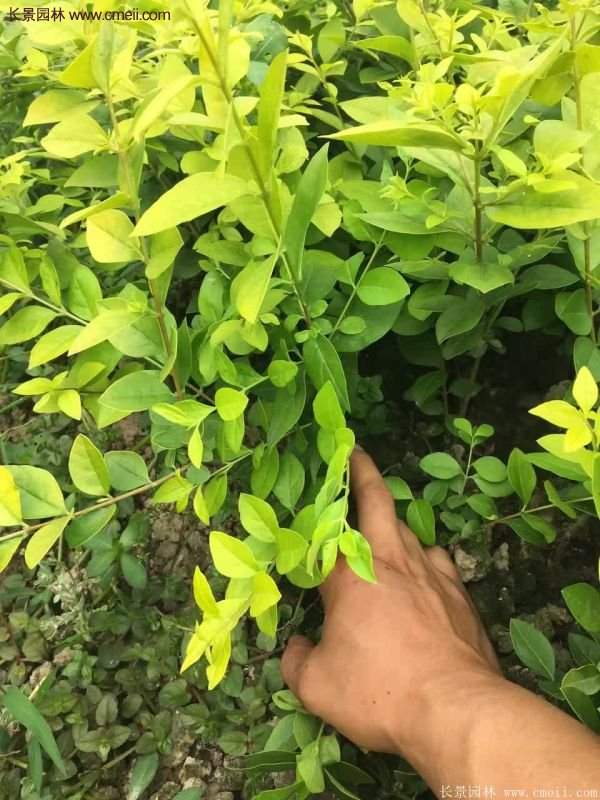 沭陽金葉女貞基地 沭陽金葉女貞基地