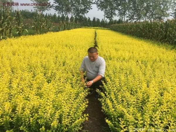 沭陽(yáng)的金葉女貞基地 沭陽(yáng)的金葉女貞基地