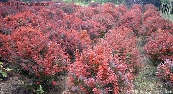 沭陽紅葉小檗苗 沭陽紅葉小檗苗