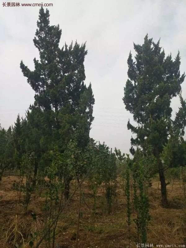 4公高度的龍柏造型樹，地徑在十公分左右