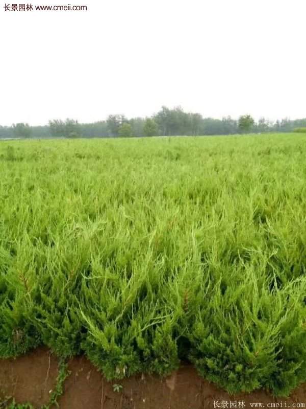 80公分高度的龍柏，主要用來作綠籬、色塊