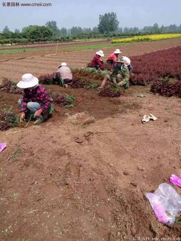 沭陽紅葉小檗 沭陽紅葉小檗