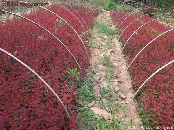 沭陽基地的紅葉小檗苗、紅葉小檗球