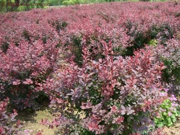 沭陽(yáng)基地的紅葉小檗 沭陽(yáng)基地的紅葉小檗