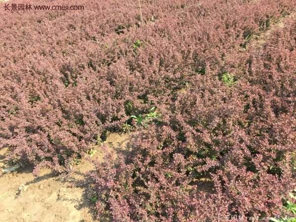 沭陽(yáng)紅葉小檗苗 沭陽(yáng)紅葉小檗苗