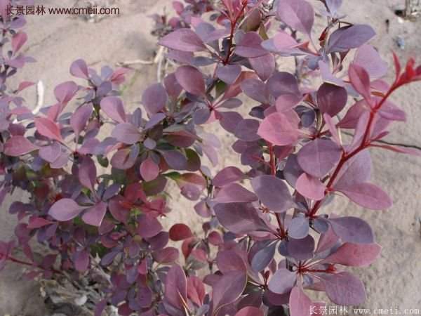 沭陽(yáng)紅葉小檗苗 沭陽(yáng)紅葉小檗苗