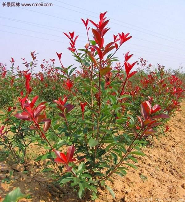 紅葉石楠基地 紅葉石楠基地
