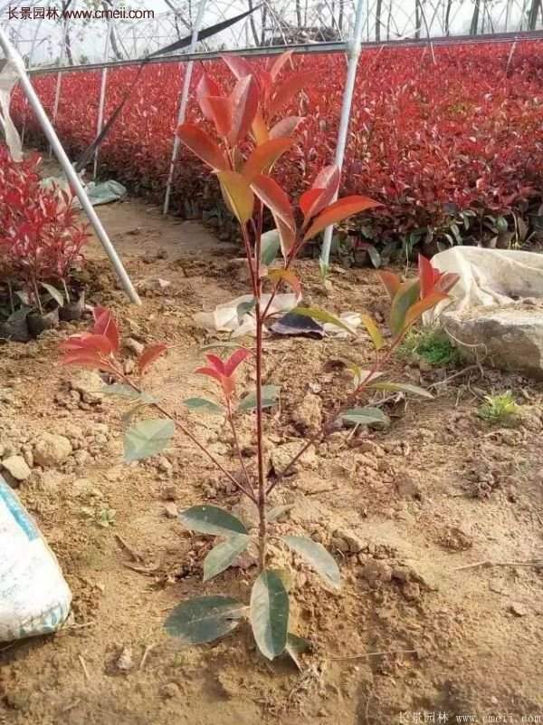 紅葉石楠基地 紅葉石楠基地