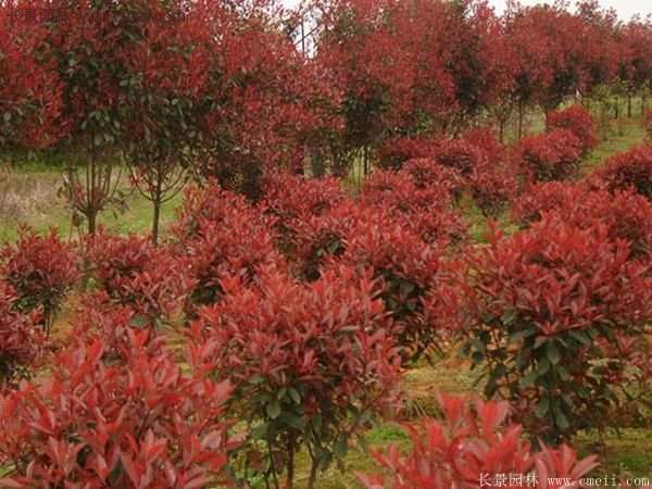 紅葉石楠基地 紅葉石楠基地
