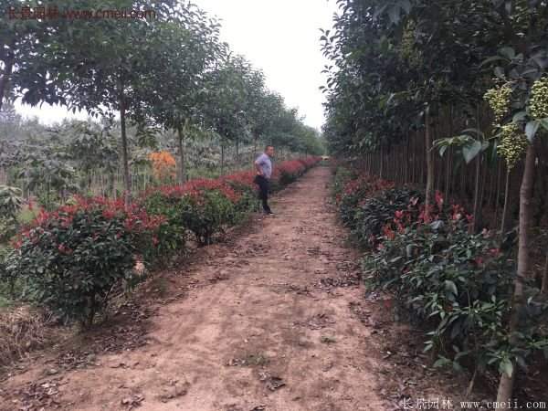 紅葉石楠基地 紅葉石楠基地