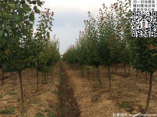 地徑5-7公分紅梅，數(shù)量7000棵左右