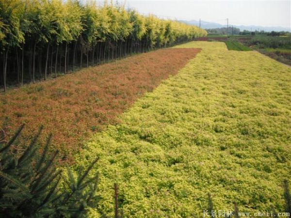 繡線(xiàn)菊