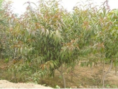 哪里有碧桃樹(shù)出售，最常用的規(guī)格多少錢一棵能