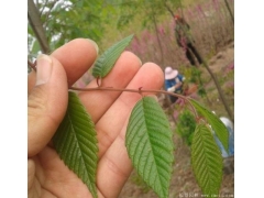 櫸樹生長速度快嗎？