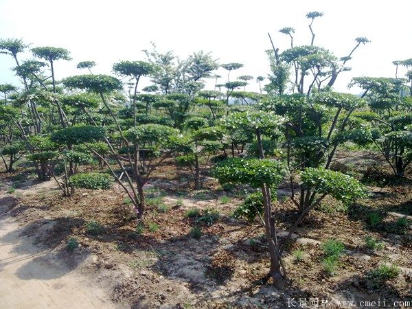小葉女貞造型樹(shù)圖片基地實(shí)拍 小葉女貞造型樹(shù)圖片基地實(shí)拍