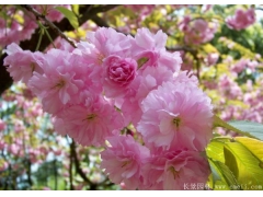 甘肅櫻花價(jià)格便宜嗎？