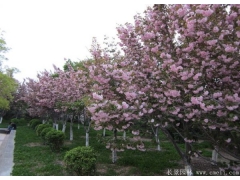 胸徑6公分櫻花哪里有賣的？