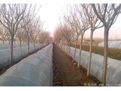 櫻花多少錢一棵？