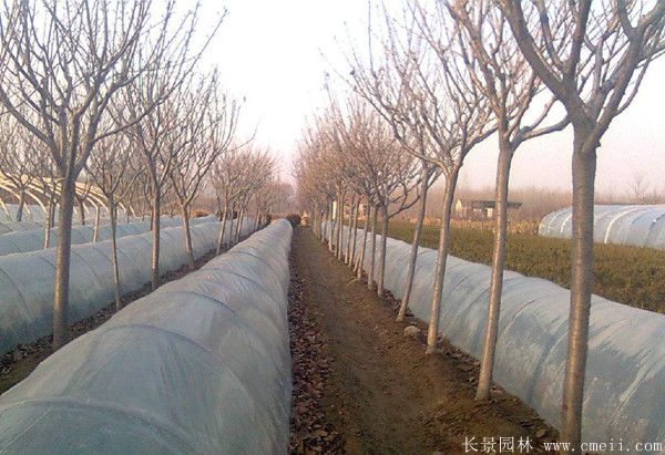 櫻花樹(shù)圖片基地實(shí)拍 櫻花樹(shù)圖片基地實(shí)拍