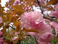 「內(nèi)部文件」江蘇櫻花樹苗批發(fā)價(jià)格單曝光！