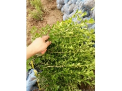 30公分40公分50公分小葉黃楊價(jià)格多少錢(qián)一棵？