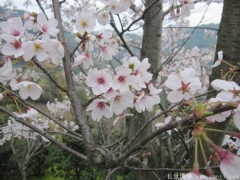 2017年批發(fā)櫻花最熱門產地在哪？