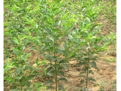 咨詢櫻花樹苗價(jià)格，先來比較大的櫻花種植區(qū)考