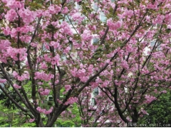 櫻花樹苗多少錢一棵，來長景園林看看