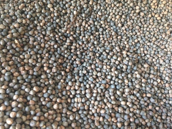 木芙蓉種子圖片 木芙蓉種子圖片
