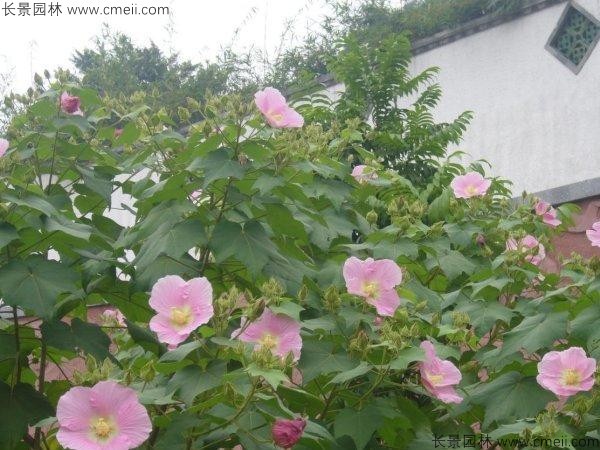木芙蓉種子發(fā)芽出苗開花圖片 木芙蓉種子發(fā)芽出苗開花圖片