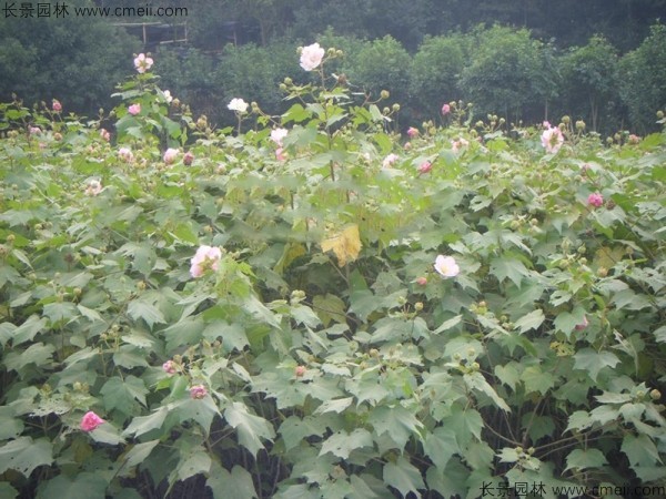 木芙蓉種子發(fā)芽出苗開花圖片 木芙蓉種子發(fā)芽出苗開花圖片