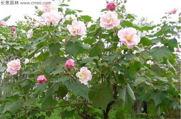 木芙蓉種子發(fā)芽出苗開花圖片 木芙蓉種子發(fā)芽出苗開花圖片