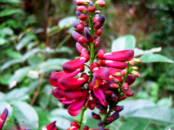 紅花紫藤樹(shù)苗開(kāi)花紅色 紅花紫藤樹(shù)苗開(kāi)花紅色