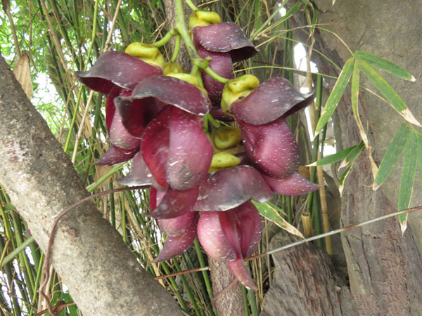 紅花紫藤樹(shù)苗開(kāi)花紅色 紅花紫藤樹(shù)苗開(kāi)花紅色