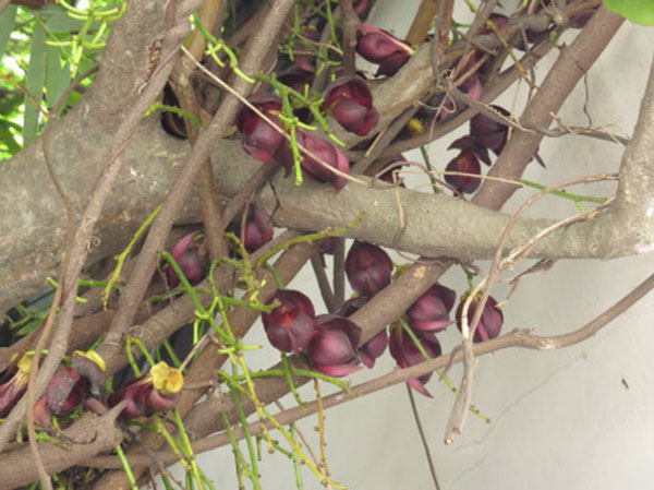 紅花紫藤樹(shù)苗開(kāi)花紅色 紅花紫藤樹(shù)苗開(kāi)花紅色