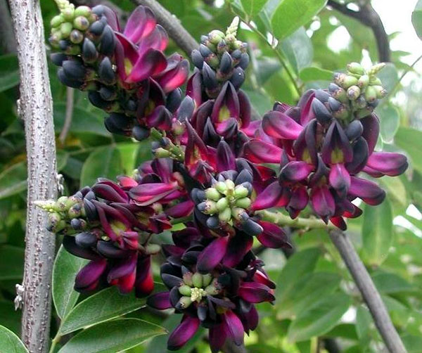 紅花紫藤樹(shù)苗開(kāi)花紅色 紅花紫藤樹(shù)苗開(kāi)花紅色