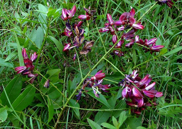 紅花紫藤樹(shù)苗開(kāi)花紅色 紅花紫藤樹(shù)苗開(kāi)花紅色