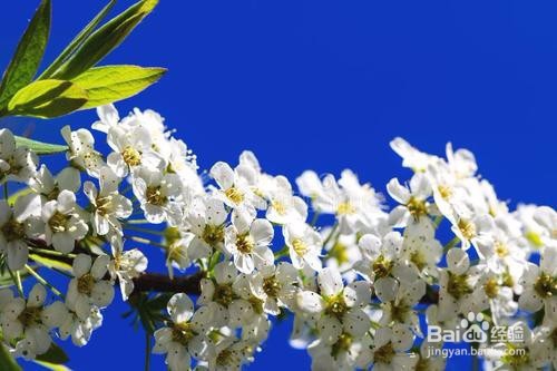 繡線菊怎么養(yǎng)護(hù)最合適呢？