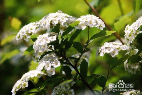繡線菊怎么養(yǎng)護(hù)最合適呢？