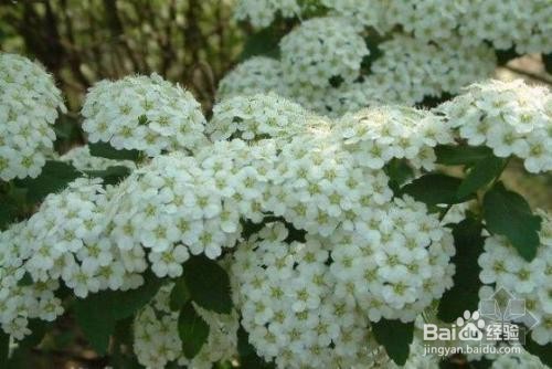 繡線菊怎么養(yǎng)護(hù)最合適呢？