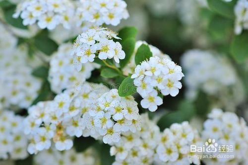 繡線菊怎么養(yǎng)護(hù)最合適呢？