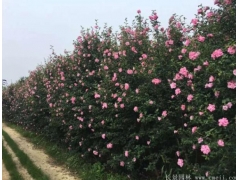 木槿樹苗、木槿花多少錢