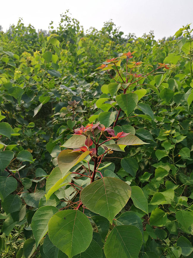 1590032074648833.jpg 烏桕樹怎么栽成活率高?現(xiàn)在種植烏桕樹苗有前景嗎?