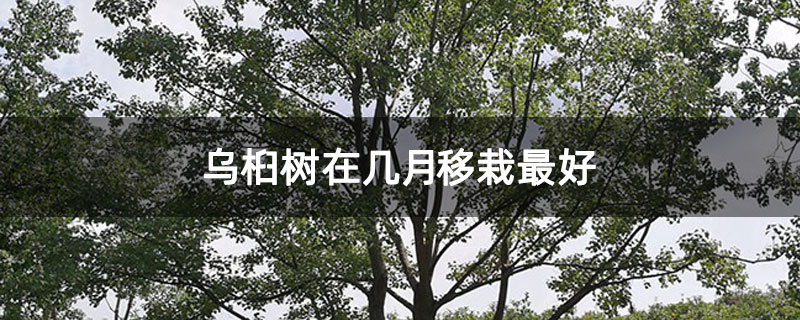 烏桕樹在幾月移栽最好 烏桕樹在幾月移栽最好