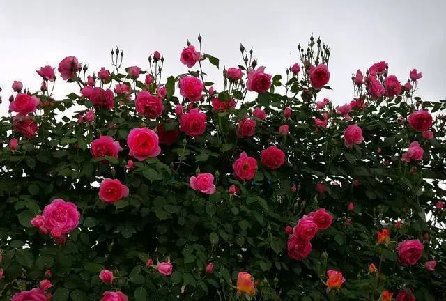 1673154009714541.jpg 微信圖片_20221126211553.jpg