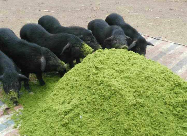 動(dòng)物吃草牧草 動(dòng)物吃草牧草