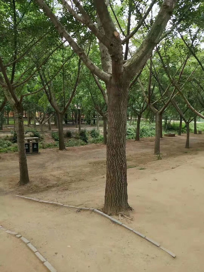 銀杏樹價(jià)格 銀杏樹價(jià)格