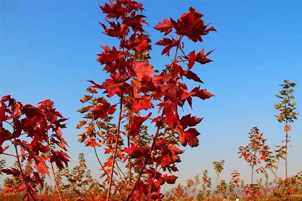 我為什么要挺這個(gè)樹種?.jpg